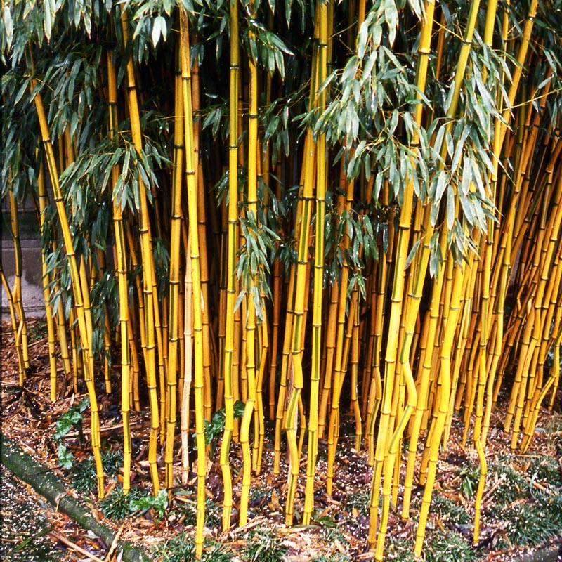Bambou Jaune | Phyllostachys aureosulcata 'Spectabilis'
